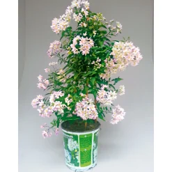 Sommerjasmin Pyramide Topf Durchmesser 19 cm ^ Plantiflor Hot