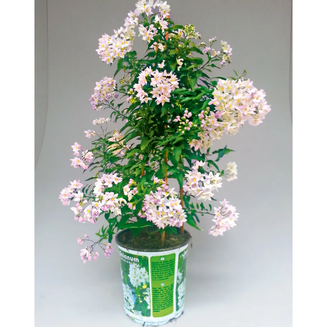 Sommerjasmin Pyramide Topf Durchmesser 19 cm ^ Plantiflor Hot