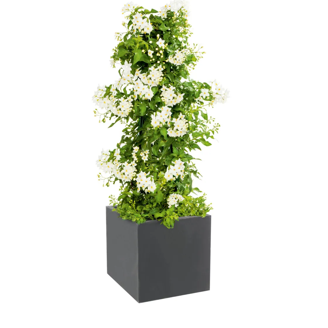 Sommerjasmin Pyramide Topf Durchmesser 19 cm ^ Plantiflor Hot