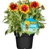Stauden-Mix Biene Maja Topf- Durchmesser 13 cm ^ Plantiflor