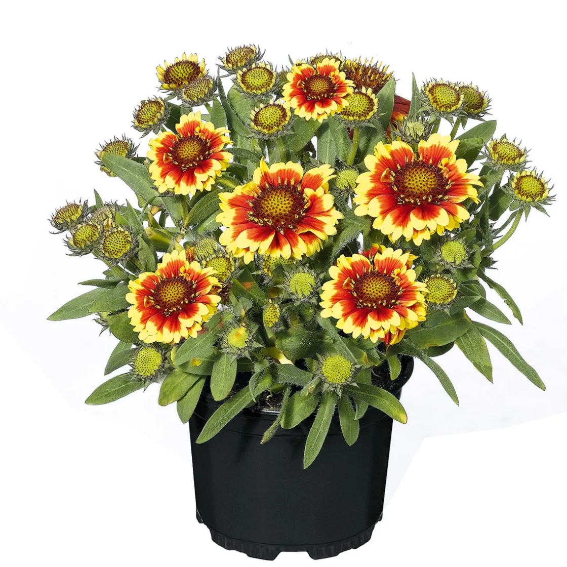 Stauden Topf- Durchmesser 17 cm ^ Plantiflor Best