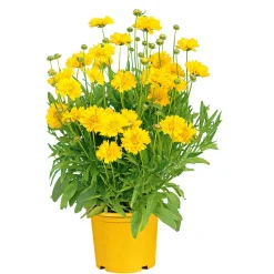 Stauden Topf- Durchmesser 17 cm ^ Plantiflor Best