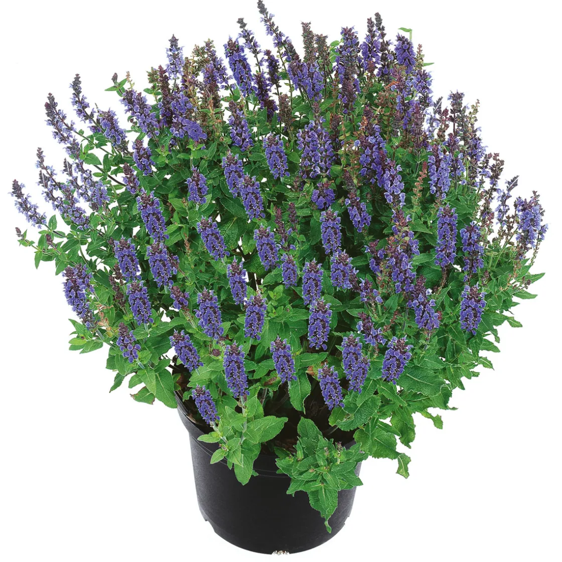 Stauden Topf- Durchmesser 17 cm ^ Plantiflor Best