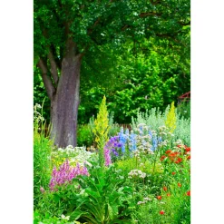 Stauden Topf- Durchmesser 17 cm ^ Plantiflor Best
