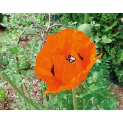 Staude P19 verschiedene Sorten ^ Plantiflor Online