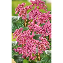 Staude P19 verschiedene Sorten ^ Plantiflor Online