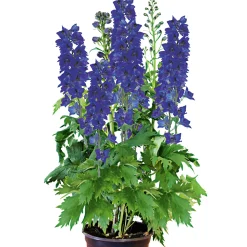 Staude P19 verschiedene Sorten ^ Plantiflor Online