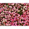 Steingartenstauden im Topf Durchmesser 13 cm ^ Plantiflor Best
