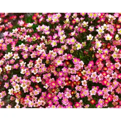 Steingartenstauden im Topf Durchmesser 13 cm ^ Plantiflor Best