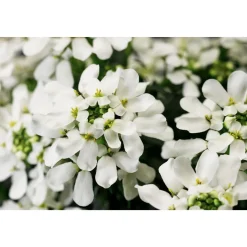 Steingartenstauden im Topf Durchmesser 13 cm ^ Plantiflor Best