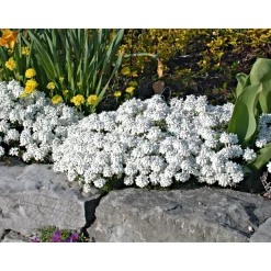 Steingartenstauden im Topf Durchmesser 13 cm ^ Plantiflor Best
