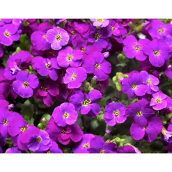 Steingartenstauden im Topf Durchmesser 13 cm ^ Plantiflor Best