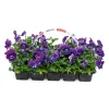 Stiefmütterchen 10er-Pack ^ Plantiflor Online