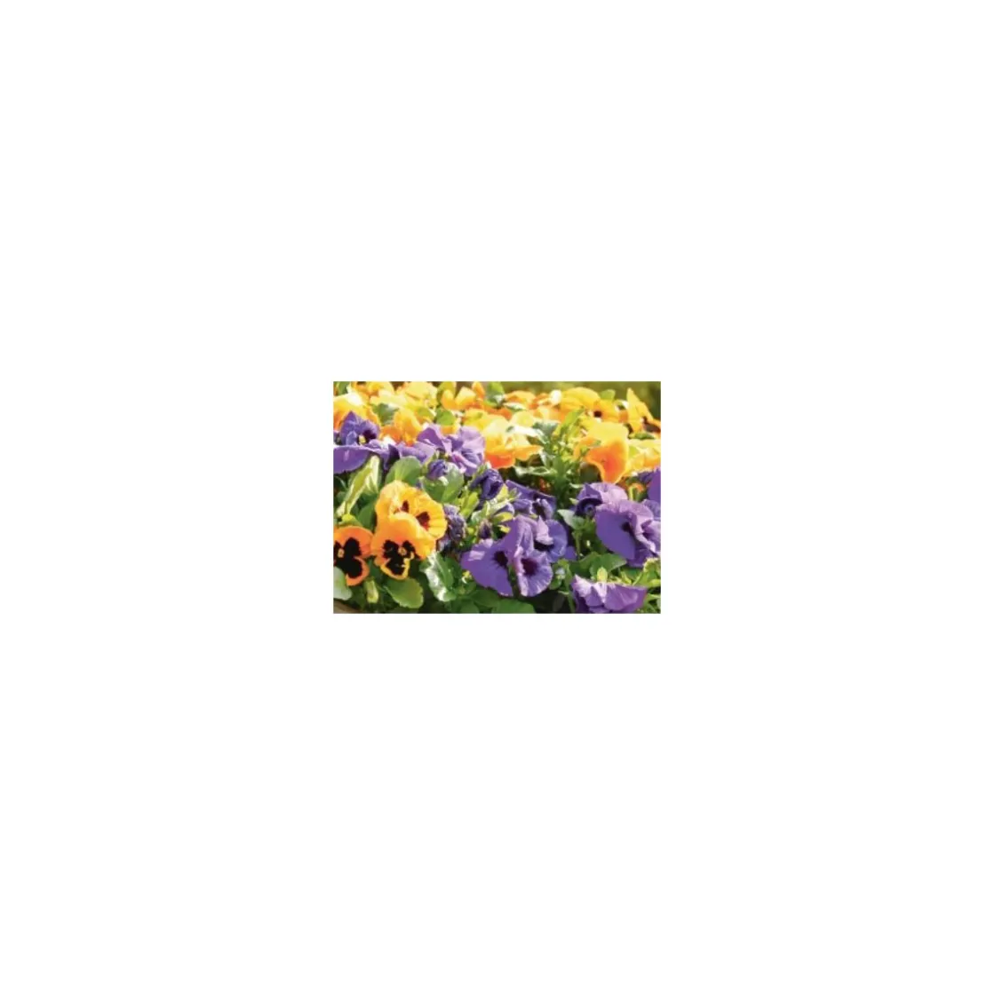 Stiefmütterchen 10er-Pack ^ Plantiflor Online