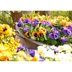 Stiefmütterchen Topf Durchmesser 9 cm ^ Plantiflor Discount