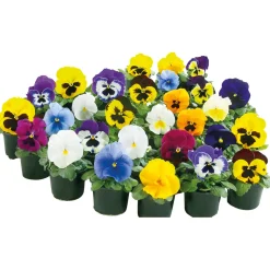 Stiefmütterchen Topf Durchmesser 9 cm ^ Plantiflor Discount