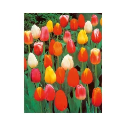 Tulpen Topf Durchmesser 10,5 cm ^ Plantiflor Online