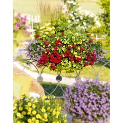 Verbene Temari weiß und rosa/rot T10,5 ^ Plantiflor New