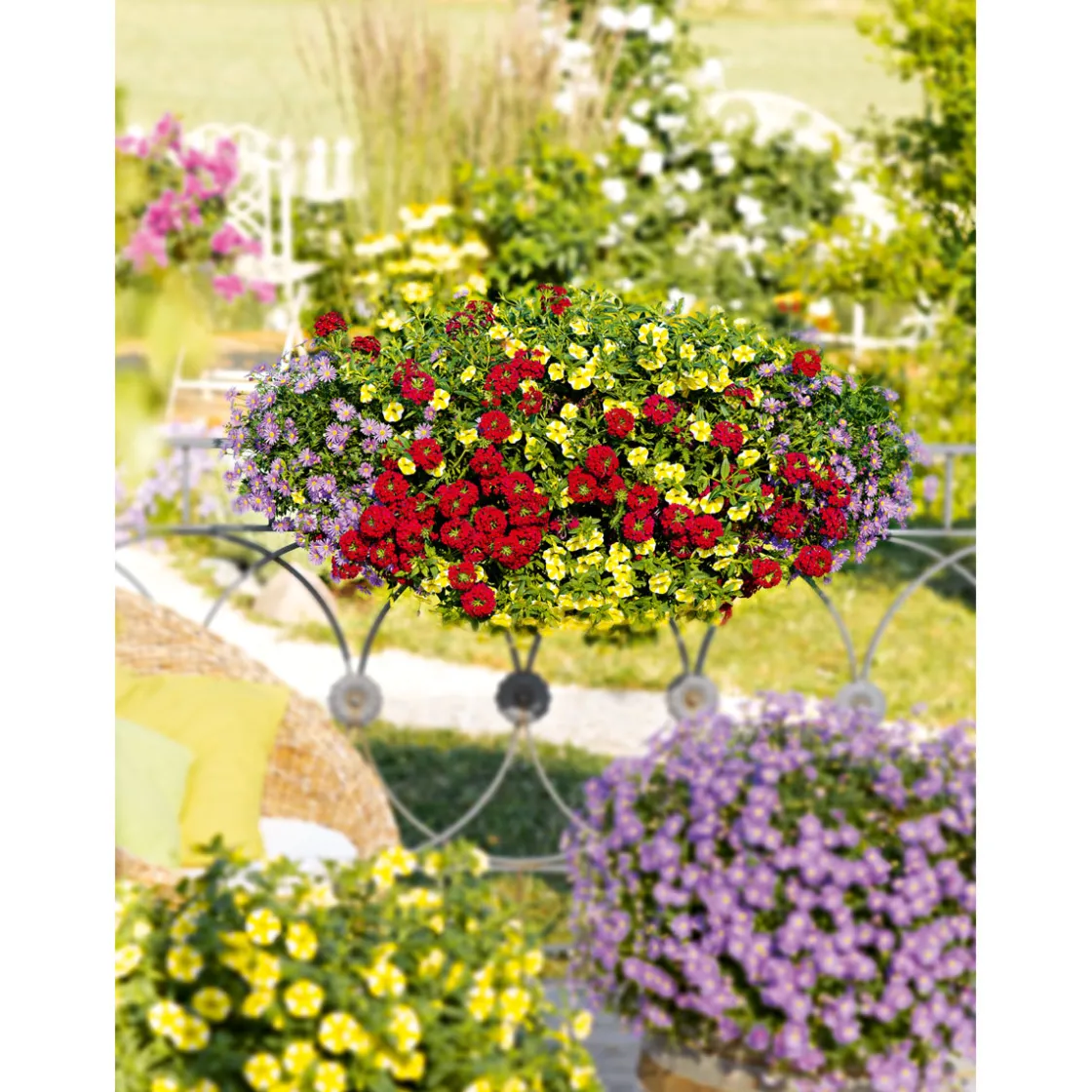 Verbene Temari weiß und rosa/rot T10,5 ^ Plantiflor New