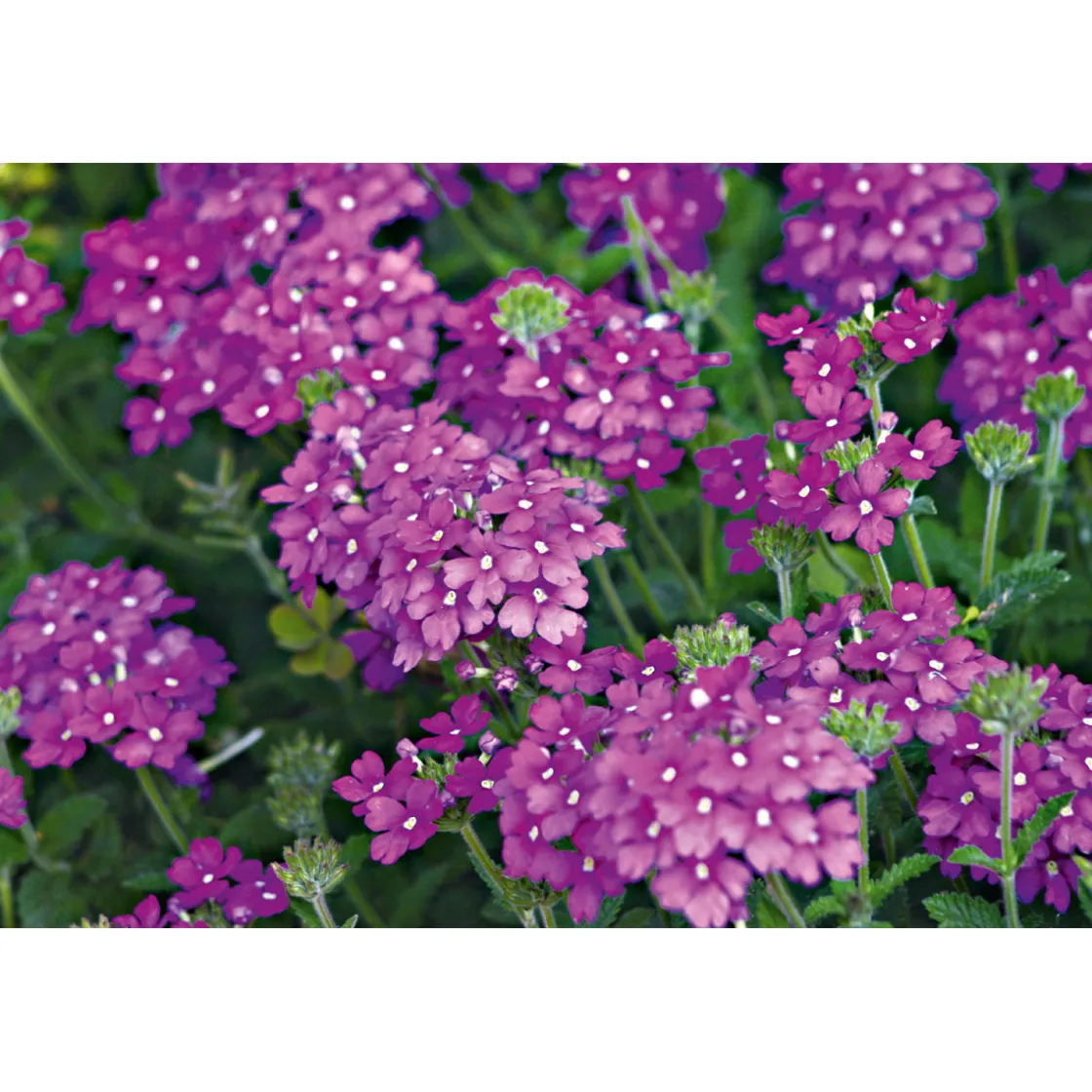 Verbene Temari weiß und rosa/rot T10,5 ^ Plantiflor New