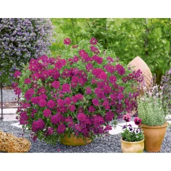 Verbene Temari weiß und rosa/rot T10,5 ^ Plantiflor New