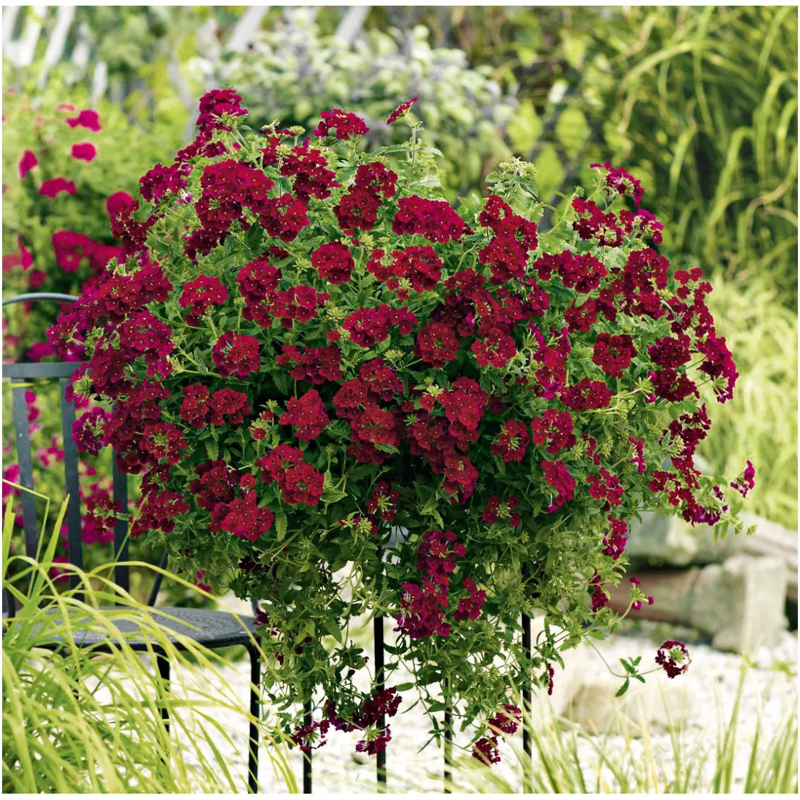 Verbene Temari weiß und rosa/rot T10,5 ^ Plantiflor New