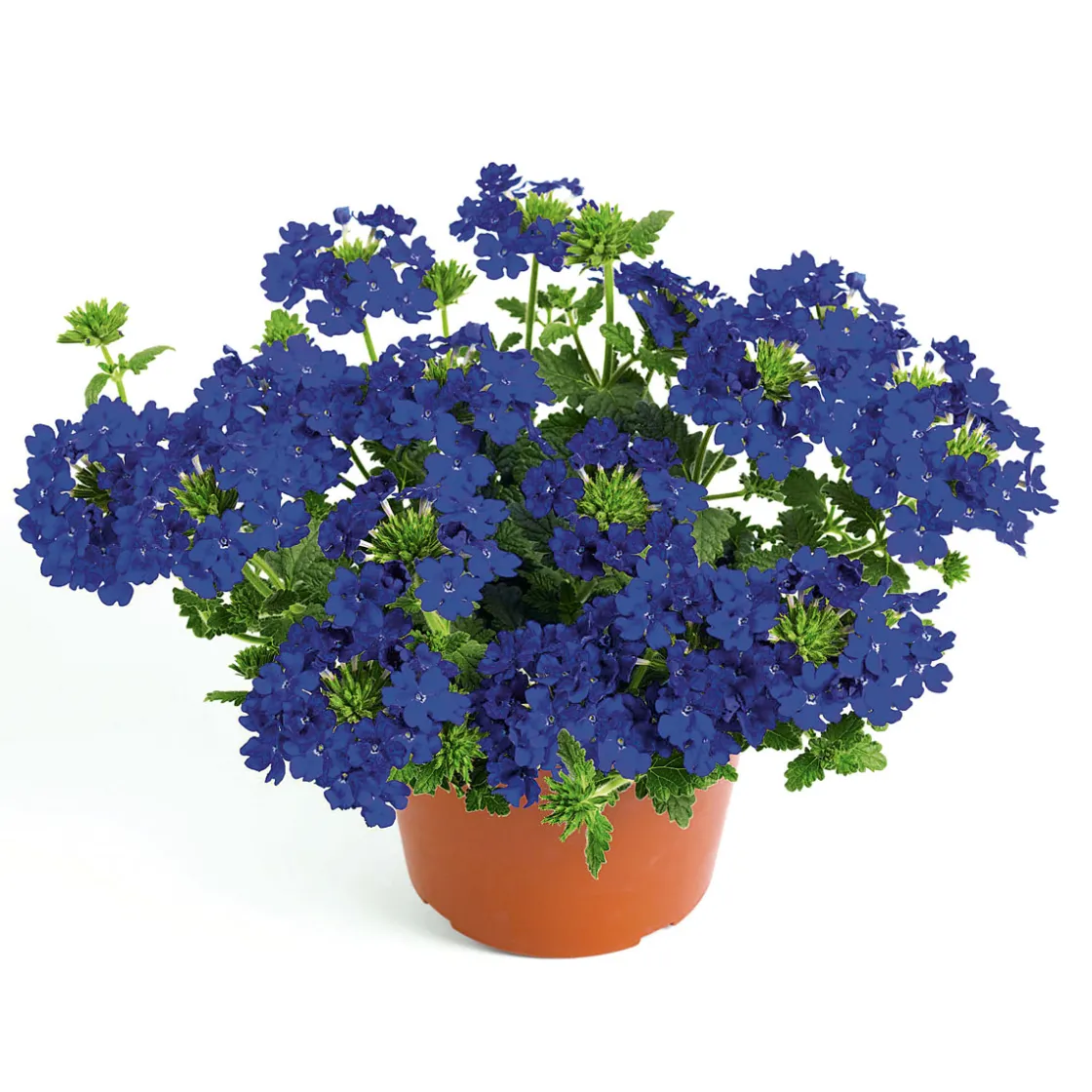 Verbene Temari weiß und rosa/rot T10,5 ^ Plantiflor New