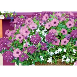 Verbene verschiedene Farben T13 ^ Plantiflor Online