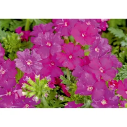 Verbene verschiedene Farben T13 ^ Plantiflor Online