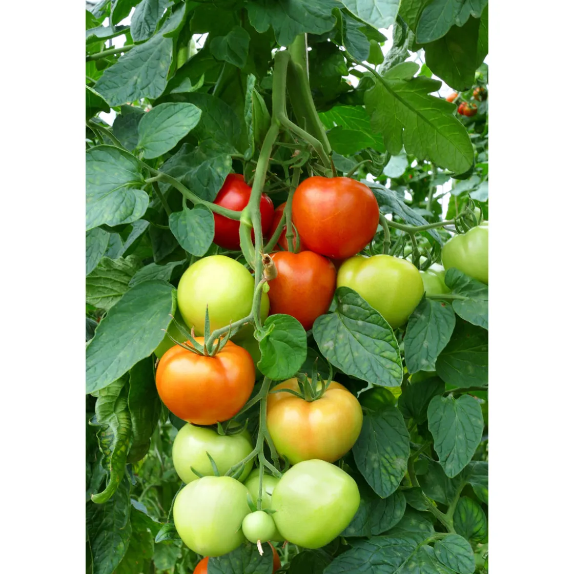 Veredelte Salattomate Topf Durchmesser 12 cm ^ Plantiflor Outlet