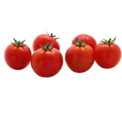 Veredelte Salattomate Topf Durchmesser 12 cm ^ Plantiflor Outlet