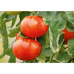 Veredelte Salattomate Topf Durchmesser 12 cm ^ Plantiflor Outlet
