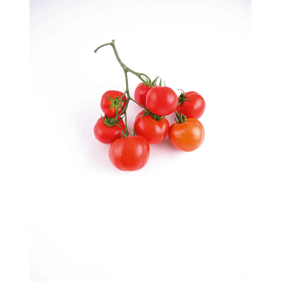 Veredelte Salattomate Topf Durchmesser 12 cm ^ Plantiflor Outlet