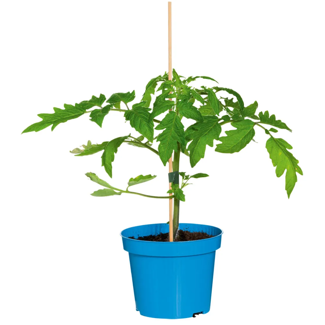 Veredelte Salattomate Topf Durchmesser 12 cm ^ Plantiflor Outlet