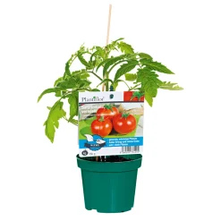 Veredelte Salattomate Topf Durchmesser 12 cm ^ Plantiflor Outlet