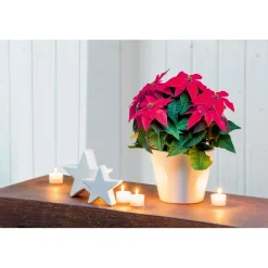 Weihnachtsstern Euphorbia pulcherrima Midi ^ Plantiflor Best