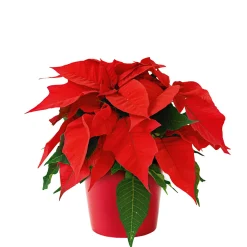 Weihnachtsstern Euphorbia pulcherrima Midi ^ Plantiflor Best