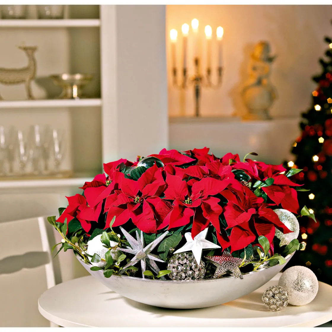 Weihnachtsstern Mini ^ Plantiflor Sale