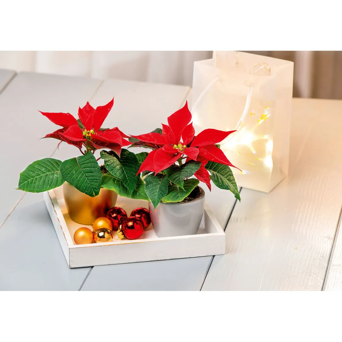 Weihnachtsstern Mini ^ Plantiflor Sale