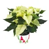 Weihnachtsstern Euphorbia pulcherrima ca 35 cm ^ Plantiflor Best