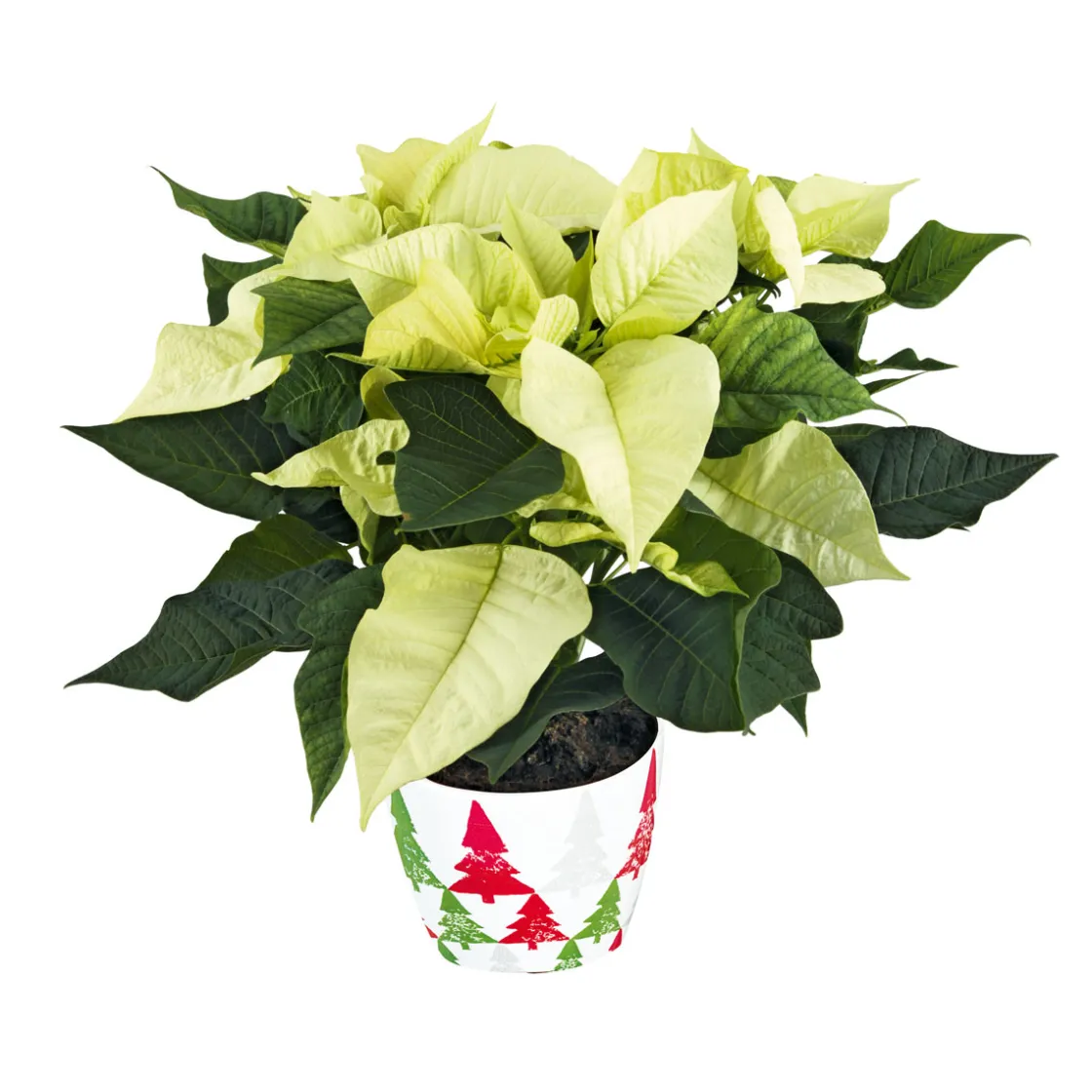 Weihnachtsstern Euphorbia pulcherrima ca 35 cm ^ Plantiflor Best