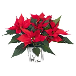 Weihnachtsstern Euphorbia pulcherrima ca 35 cm ^ Plantiflor Best