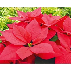 Weihnachtsstern Euphorbia pulcherrima ca 35 cm ^ Plantiflor Best