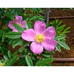 Wildrose Biene Maja Topf Durchmesser 17 cm ^ Plantiflor Best