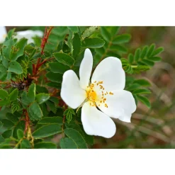 Wildrose Biene Maja Topf Durchmesser 17 cm ^ Plantiflor Best