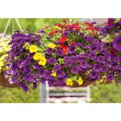 Zauberglöckchen Ampel mehrfarbig Topf Durchmesser 25 cm ^ Plantiflor Best
