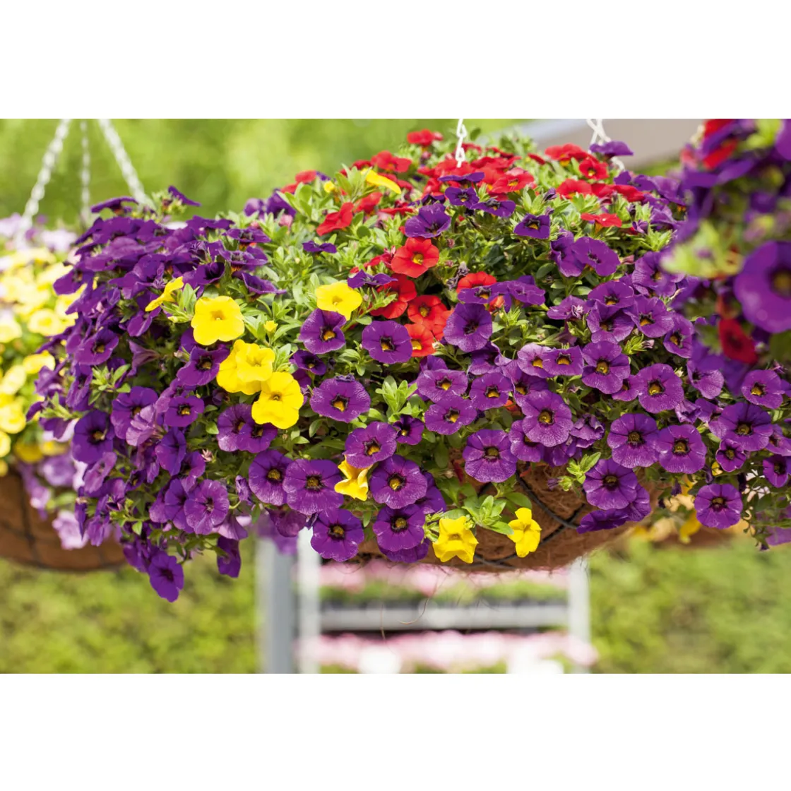 Zauberglöckchen Ampel mehrfarbig Topf Durchmesser 25 cm ^ Plantiflor Best