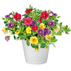 Zauberglöckchen dreifarbig Topf Durchmesser 12 cm ^ Plantiflor