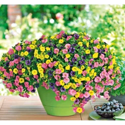 Zauberglöckchen dreifarbig Topf Durchmesser 12 cm ^ Plantiflor