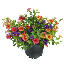 Zauberglöckchen dreifarbig Topf Durchmesser 12 cm ^ Plantiflor